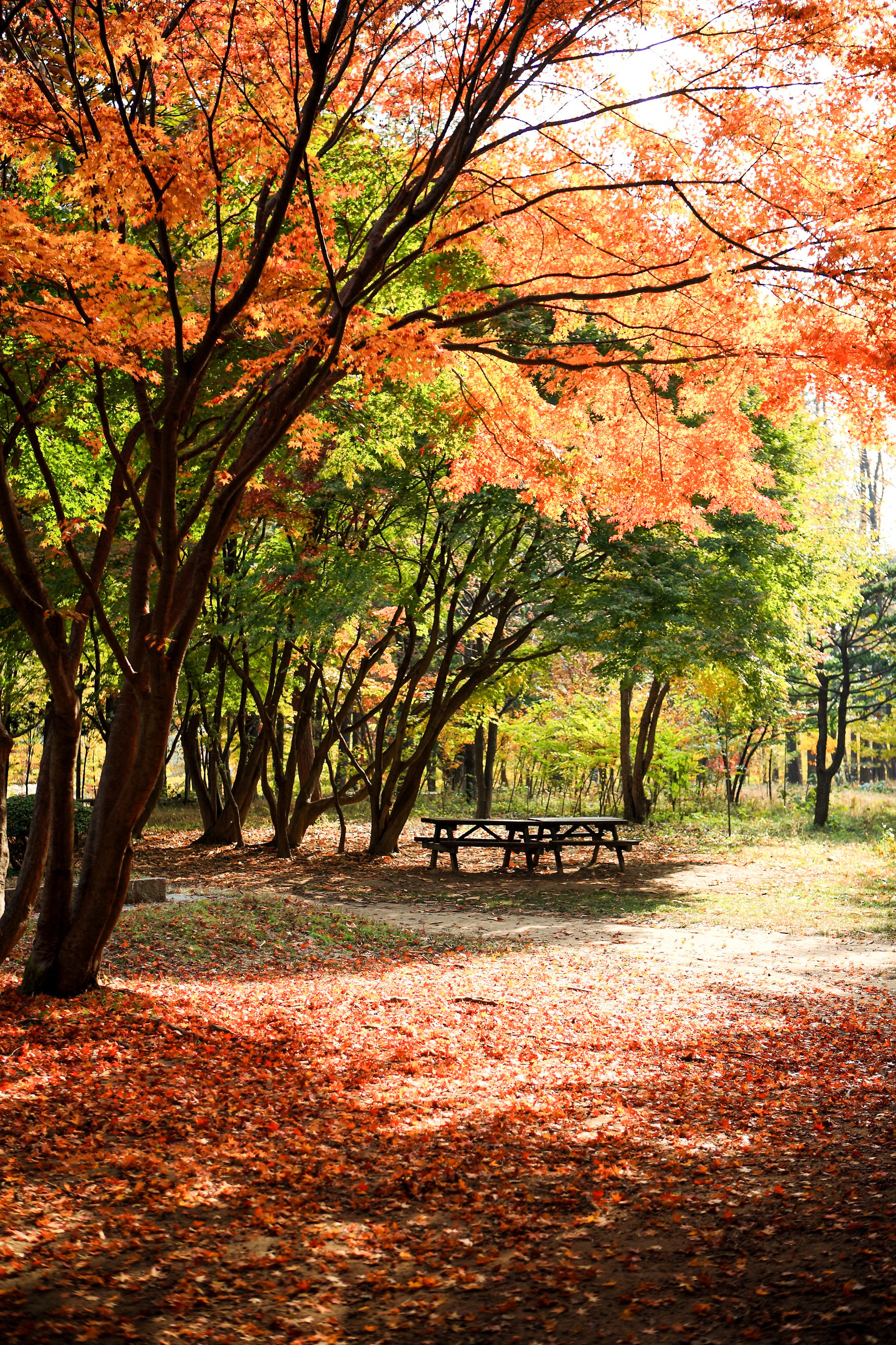 Autumn scenery