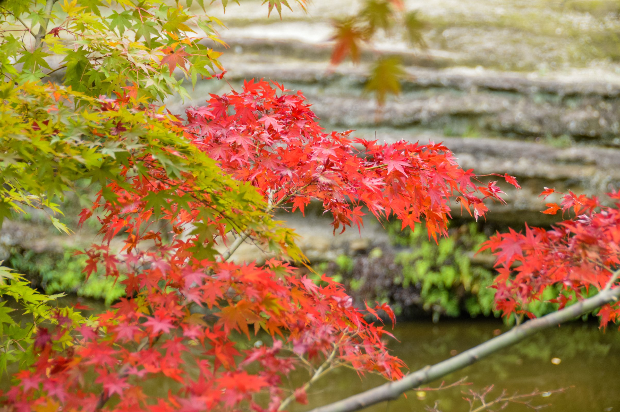 Autumn leaves and foliage in Kamakura, Japan