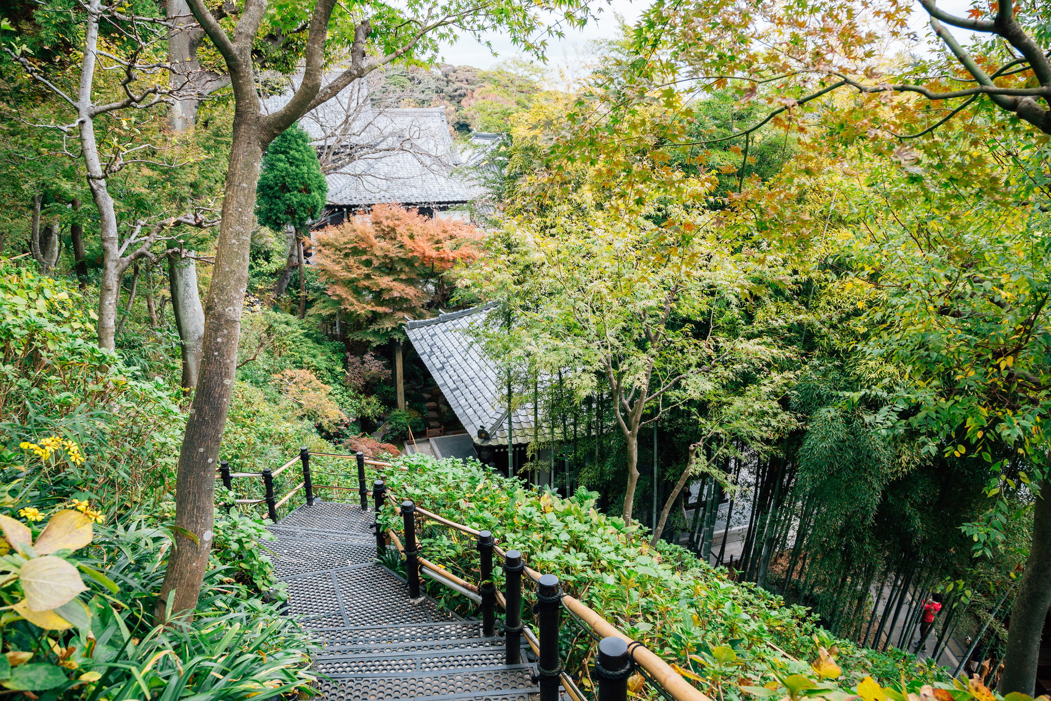 Hasedera temple nature garden view in Kamakura, Japan