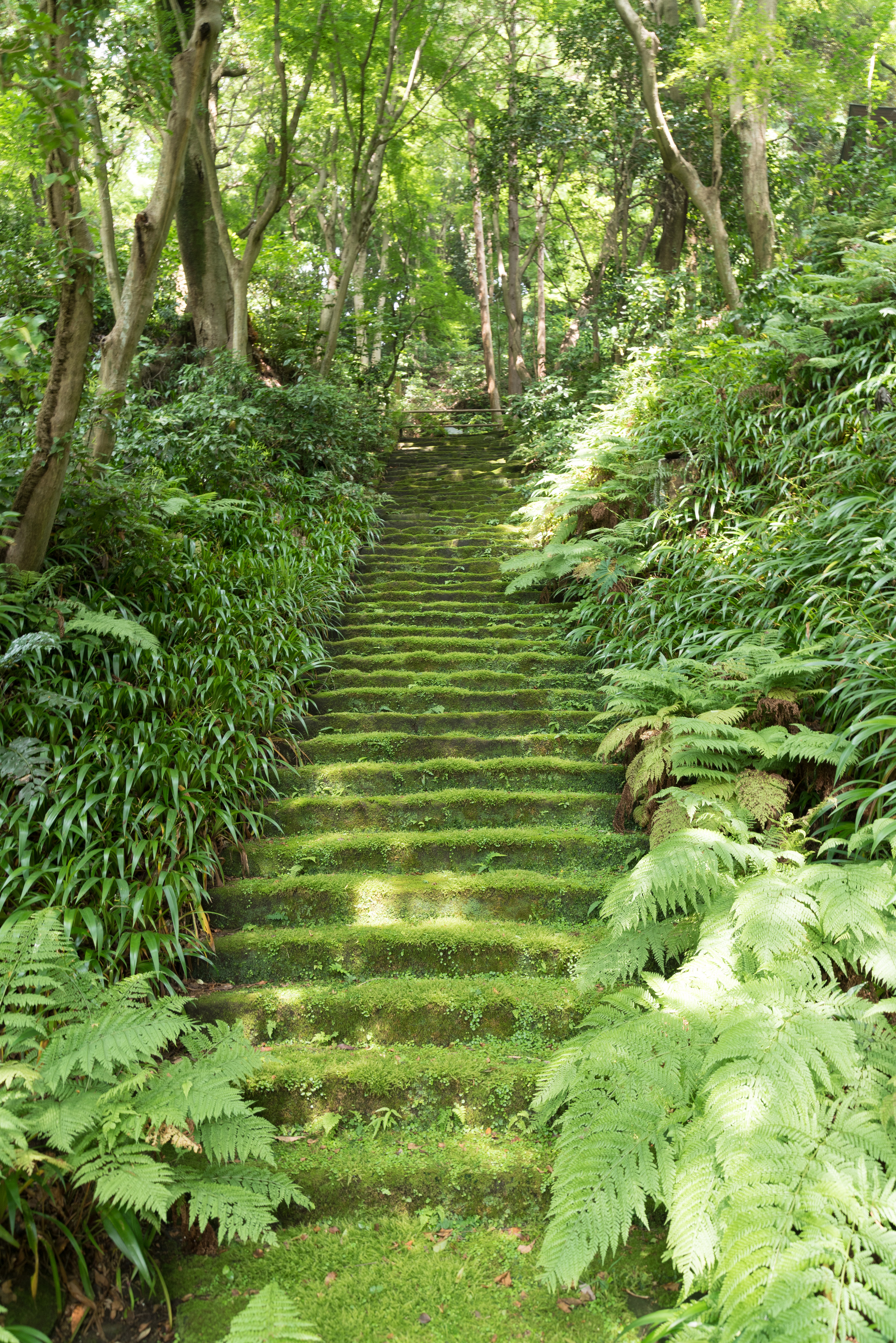 moss stairs in Kamakura